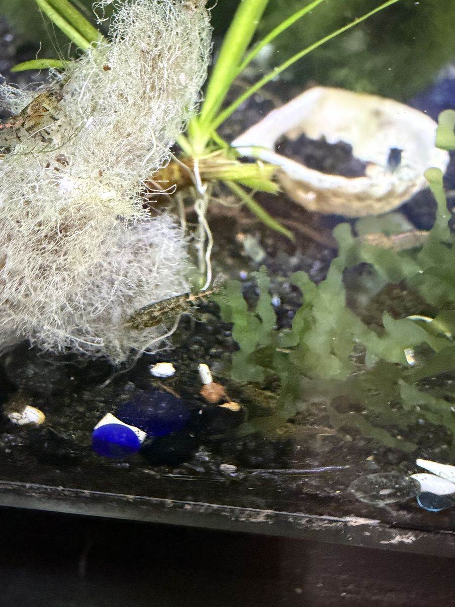 Free grey shrimp