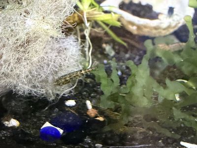 Free grey shrimp