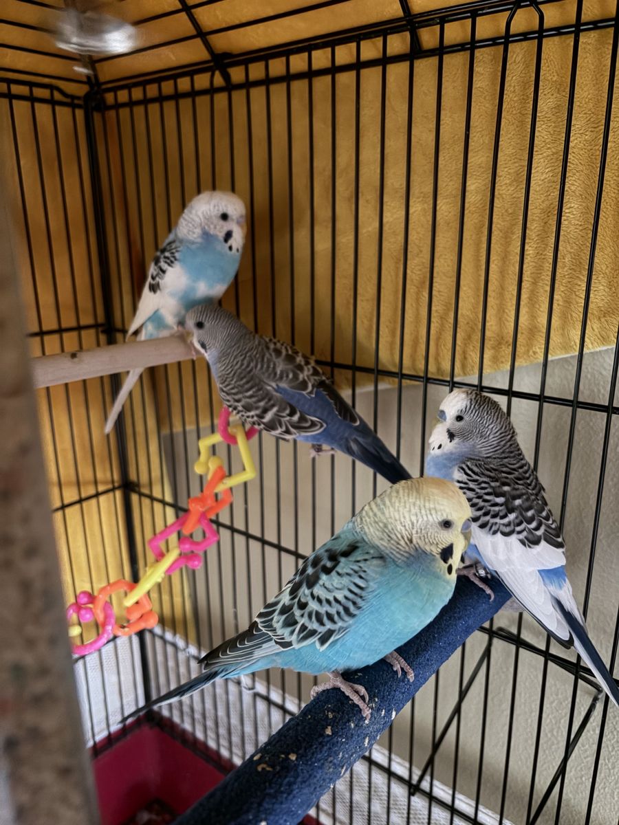 4 parakeets with cage and more