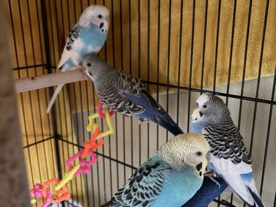 4 parakeets with cage and more