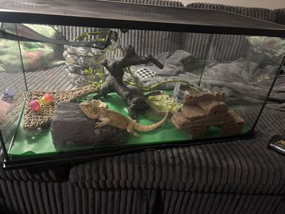 Bearded Dragon with Full Tank Setup - Lights, Decor, & Accessories Included