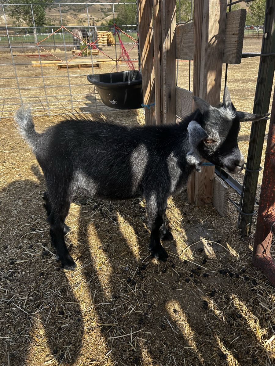 Nigerian Dwarf buckling