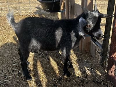 Nigerian Dwarf buckling