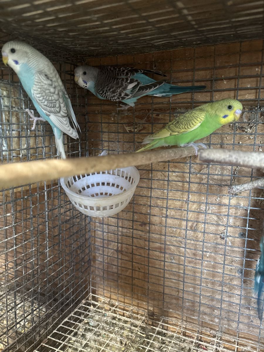 7 Parakeet Budgie Birds - Multiple Colors - Adorable Pet Birds