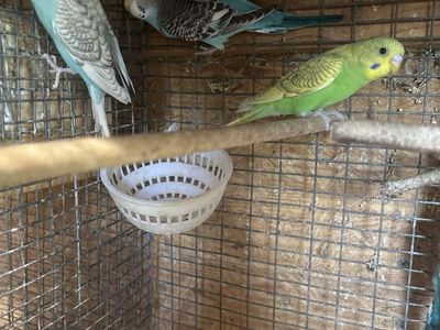 7 Parakeet Budgie Birds - Multiple Colors - Adorable Pet Birds