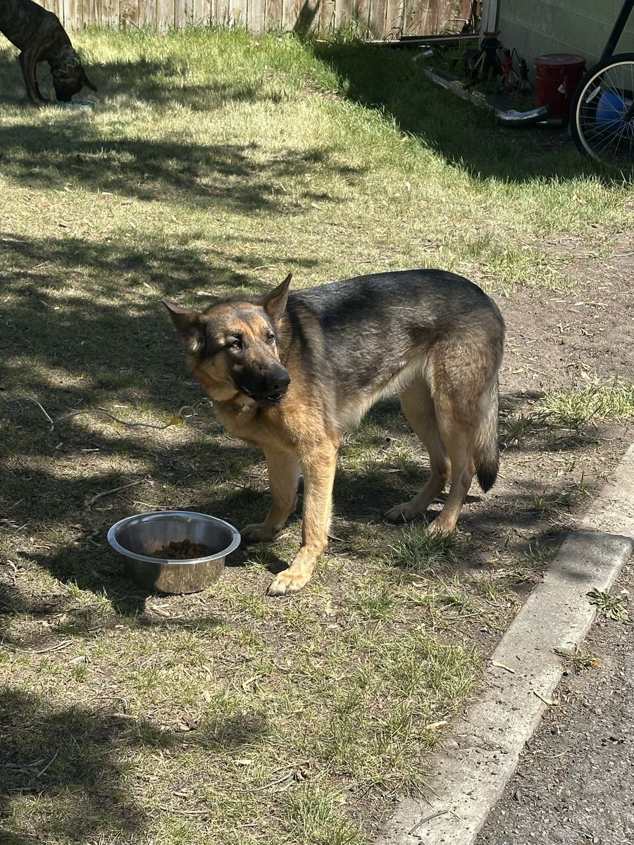 2 year old German Sheppard