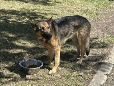 2 year old German Sheppard