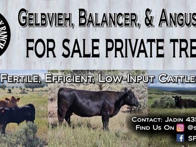 Registered Balancer Bulls