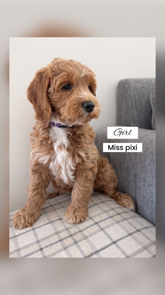 Ready To Go Home! F2  Red Goldendoodle Puppies