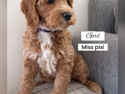 Ready To Go Home! F2 Red Goldendoodle Puppies