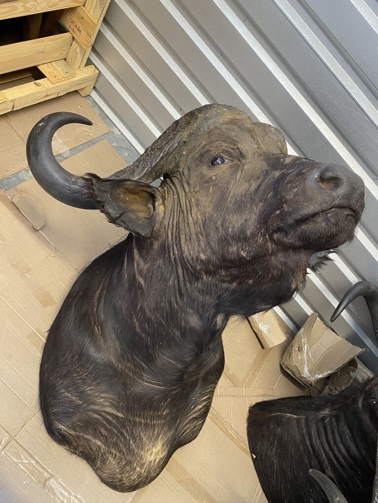 African Cape Buffalo Taxidermy Shoulder Mount