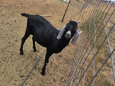 nubian buck