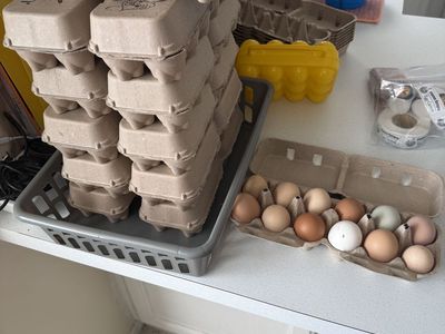 Farm Fresh Eggs