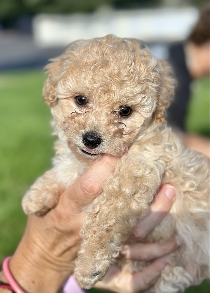 Small male Maltichon Maltese Bichon Frisée- Calm, gentle, Hypoallergenic, non-shedding. Ready