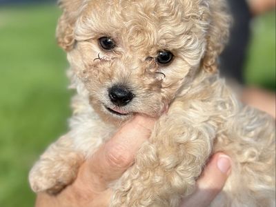 Small male Maltichon Maltese Bichon Frisée- Calm, gentle, Hypoallergenic, non-shedding. Ready