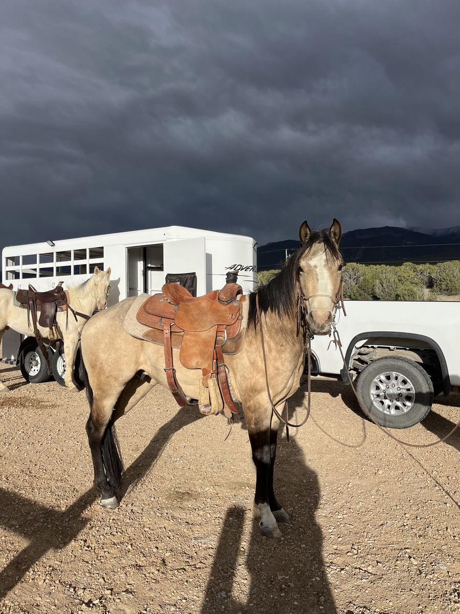 3 year old grade quarter horse buckskin gelding