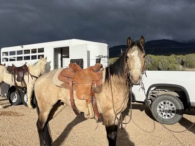 3 year old grade quarter horse buckskin gelding