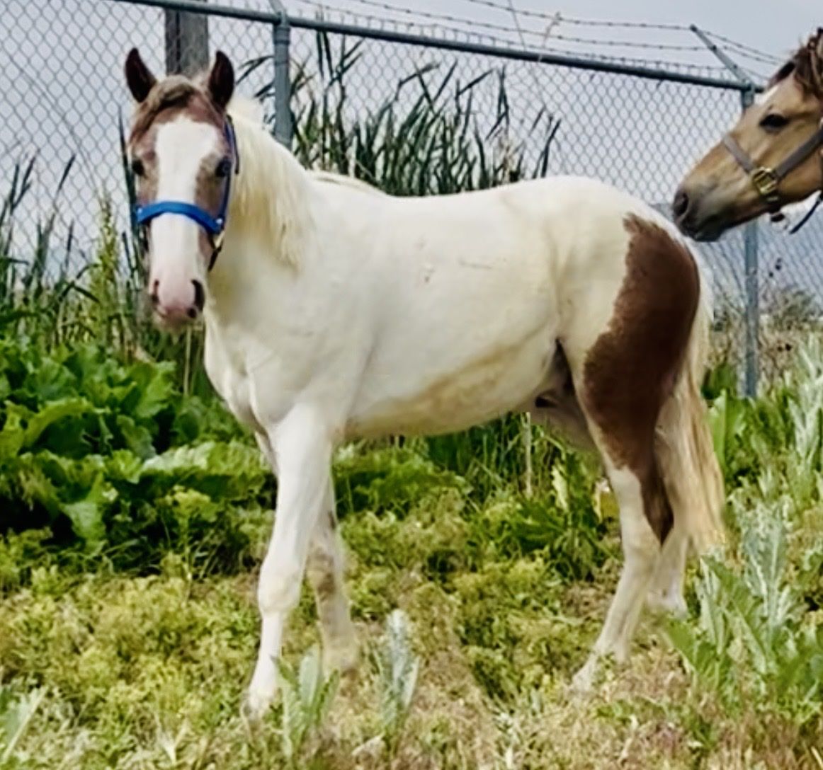 Handsome Pinto gelding