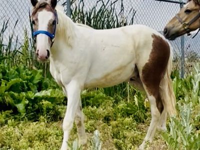 Handsome Pinto gelding