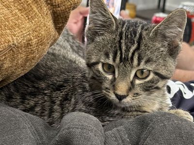 New kitten and supplies to take care of him (negotiable price)