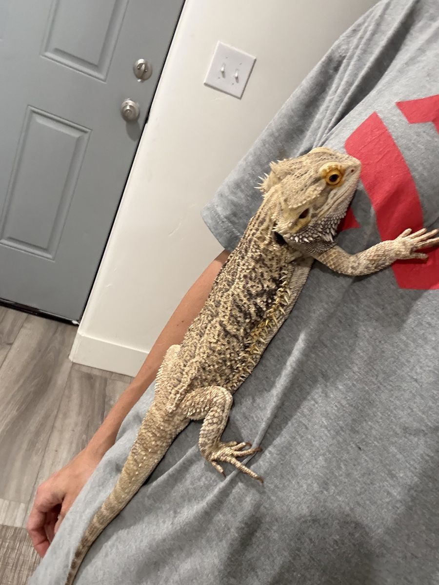 Bearded Dragon Including Habitat