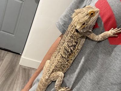 Bearded Dragon Including Habitat