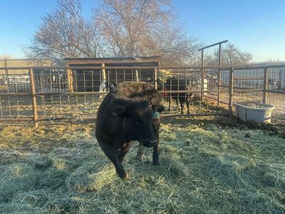 Black Angus Heifers