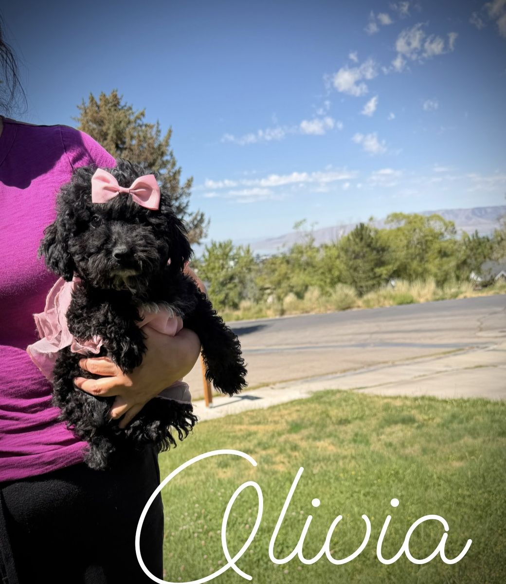 Teeny AKC mini poodle puppies