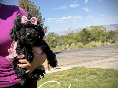 Teeny AKC mini poodle puppies