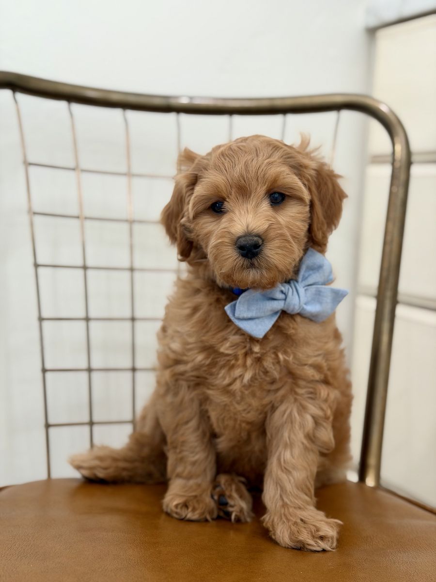 Micro Petite Goldendoodle
