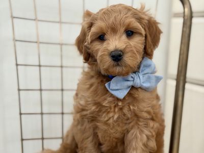 Micro Petite Goldendoodle