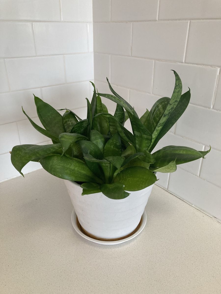 Snake Plant
