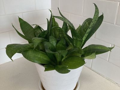 Snake Plant