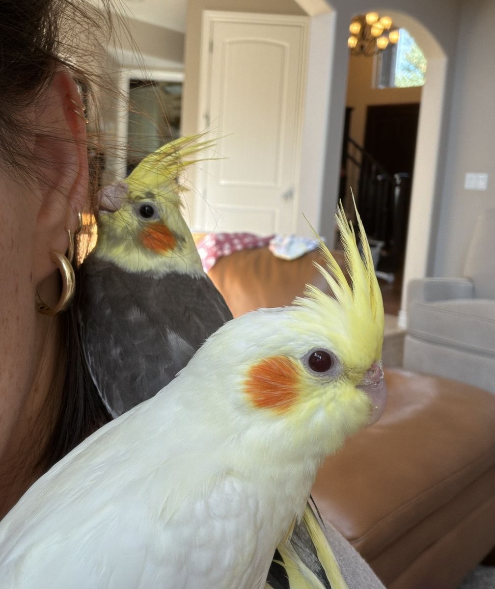 Baby Cockatiels - Hand-Raised, Grey & White, Ready August 9th for Forever Homes