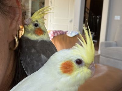 Baby Cockatiels - Hand-Raised, Grey & White, Ready August 9th for Forever Homes