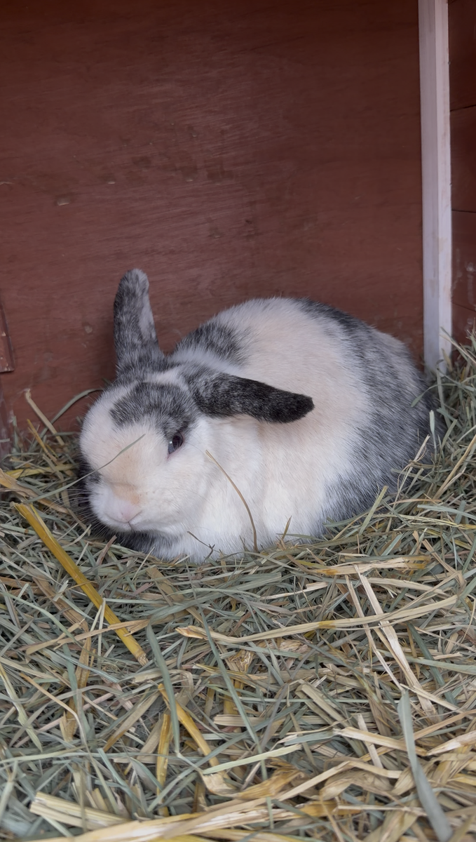 Adorable Purebred Holland Lop Doe