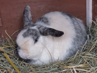 Adorable Purebred Holland Lop Doe