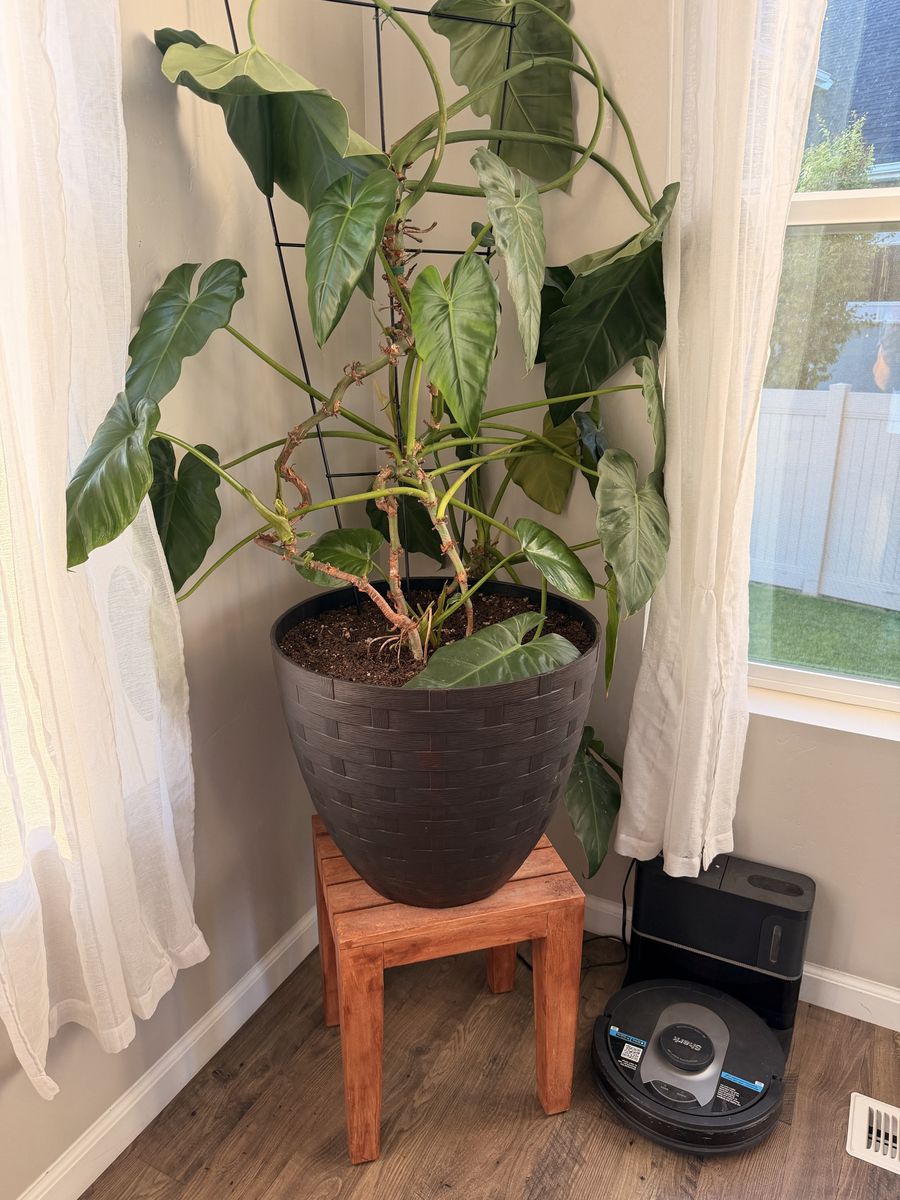 Large Potted House Plants - Philodendron & Ponytail Palm - Indoor Home Decor
