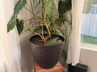 Large Potted House Plants - Philodendron & Ponytail Palm - Indoor Home Decor