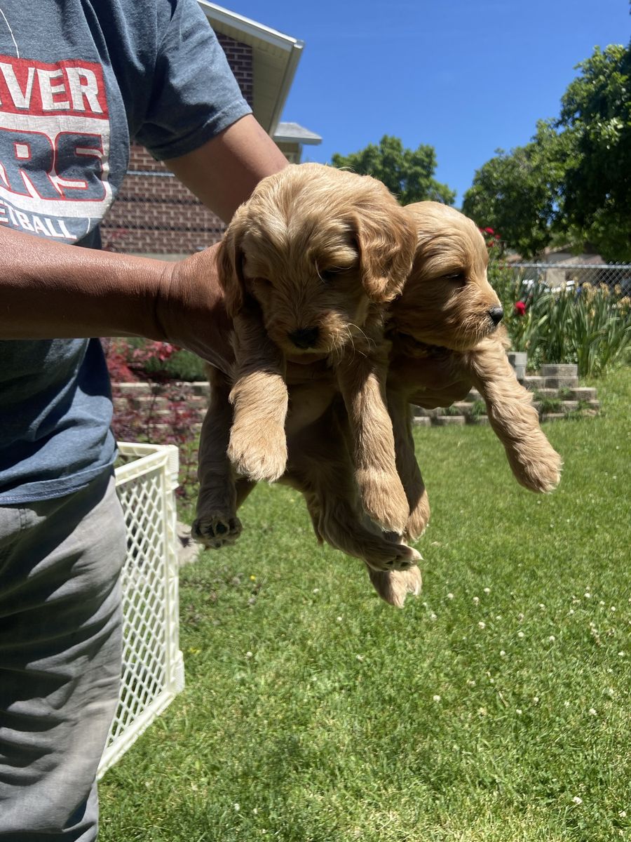 Miniature Golden Doodle Puppies