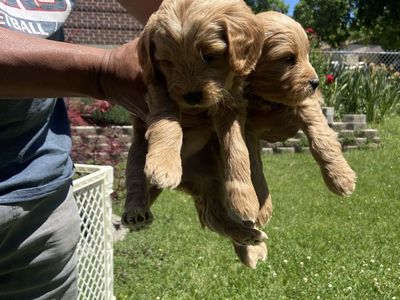 Miniature Golden Doodle Puppies