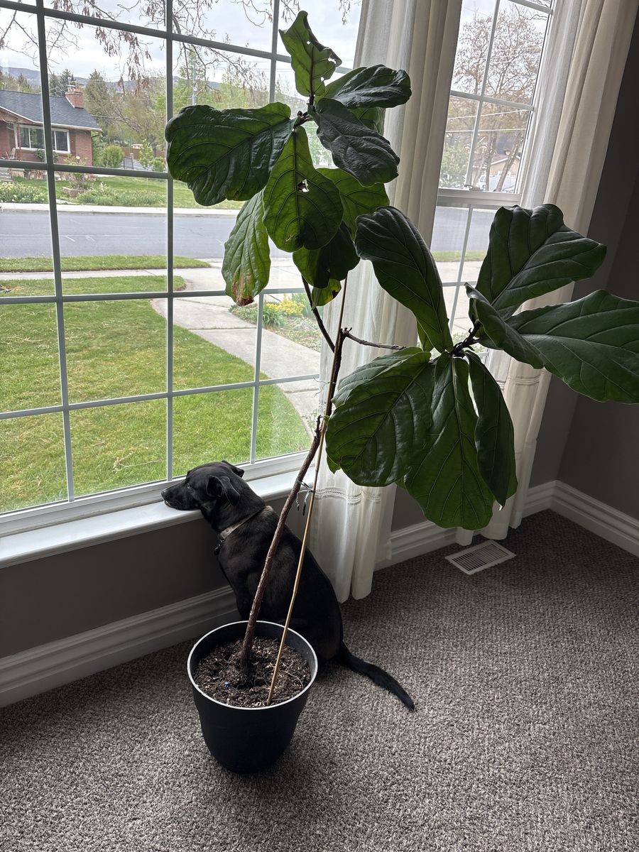 Fig leaf tree- 5.5 feet