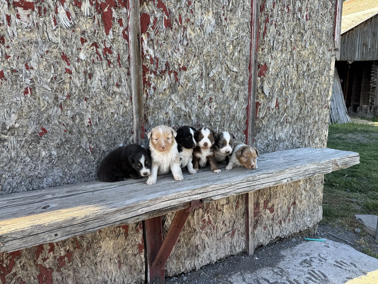 Australian shepherd puppies for sale