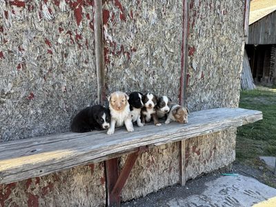 Australian shepherd puppies for sale