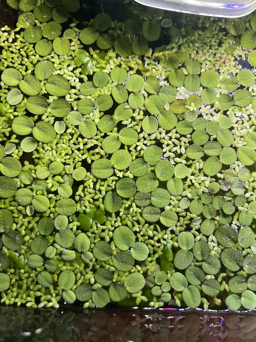 Live Aquarium Floating Plants - Salvinia Minima and Duckweed