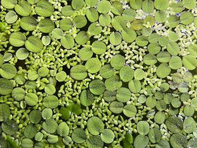 Live Aquarium Floating Plants - Salvinia Minima and Duckweed