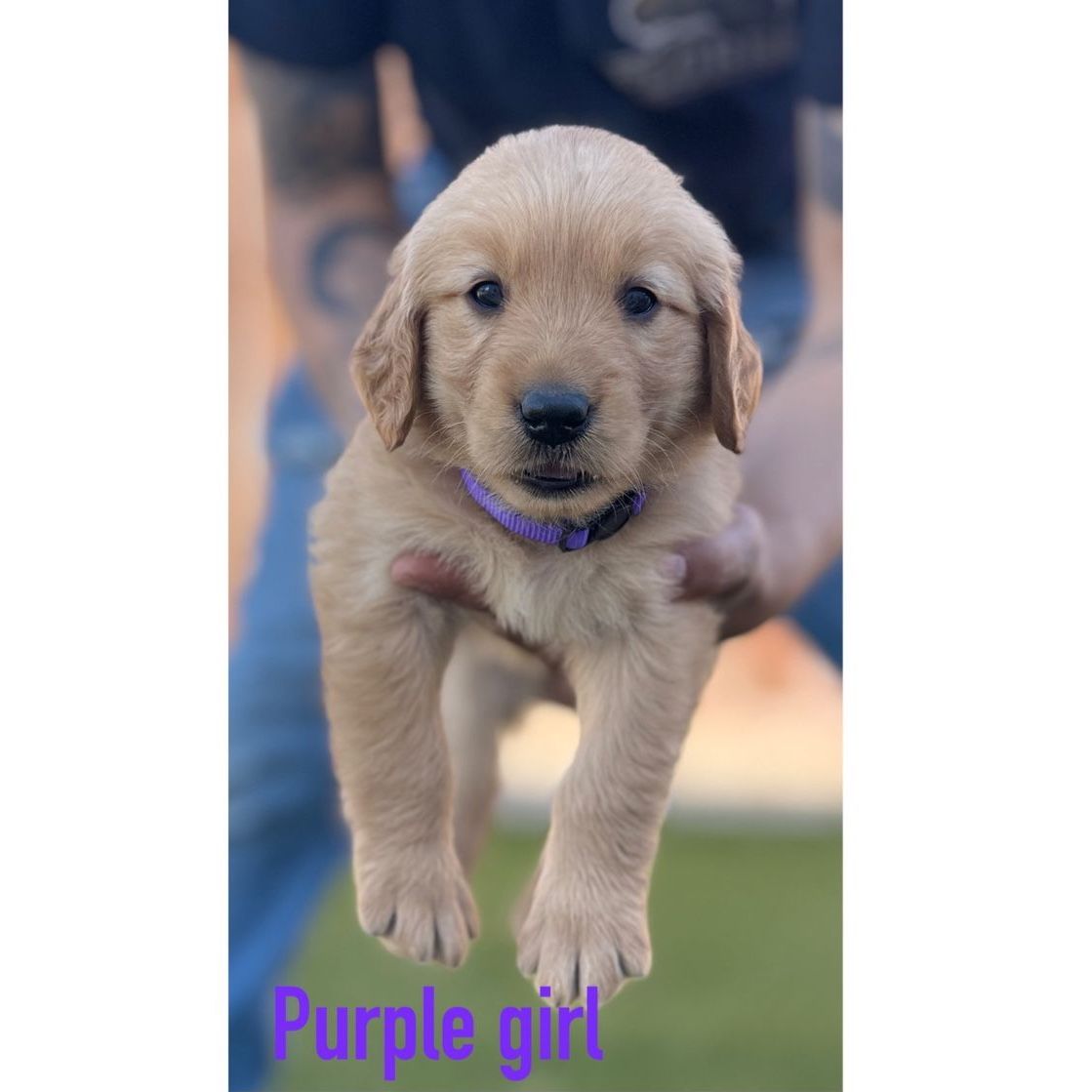 Adorable AKC Registered Golden Retriever Puppies - Males & Females Available