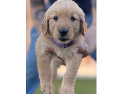 Adorable AKC Registered Golden Retriever Puppies - Males & Females Available