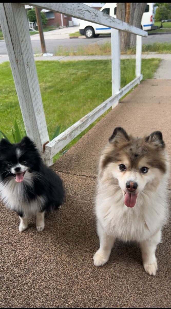 1 Full breed pomeranian 1 Pomsky