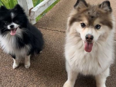 1 Full breed pomeranian 1 Pomsky